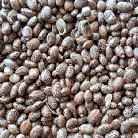Natural-Castor-Seeds